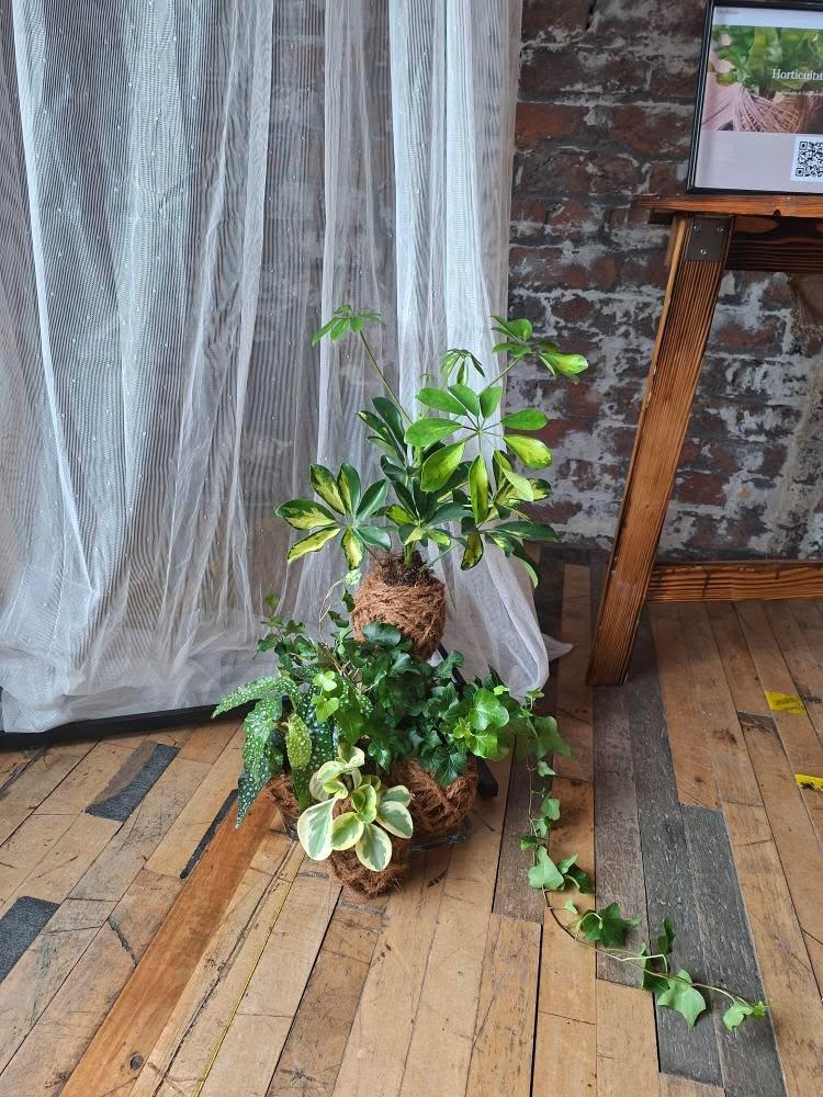 IntoNature Kokedama Tablescapes IntoNature Kokedama Tablescapes